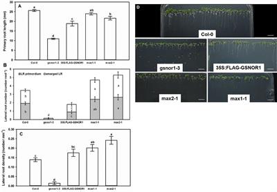 Strigolactones Interact With Nitric Oxide in Regulating <mark class="highlighted">Root System Architecture</mark> of Arabidopsis thaliana